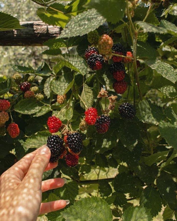 Garden-Fresh Juicy Berries Selection