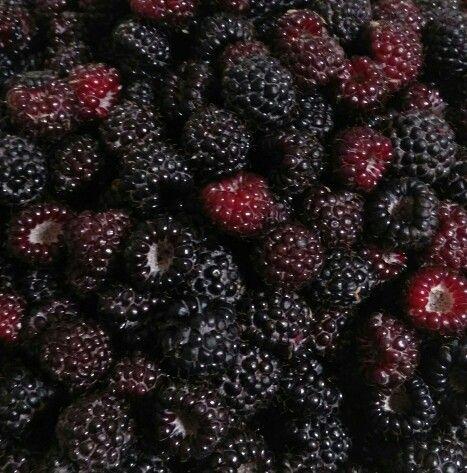 Wholesome Berry Harvest Bundle